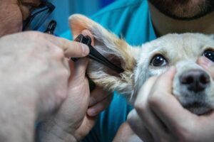 santé animal de compagnie : animal domestique heureux et en bonne santé