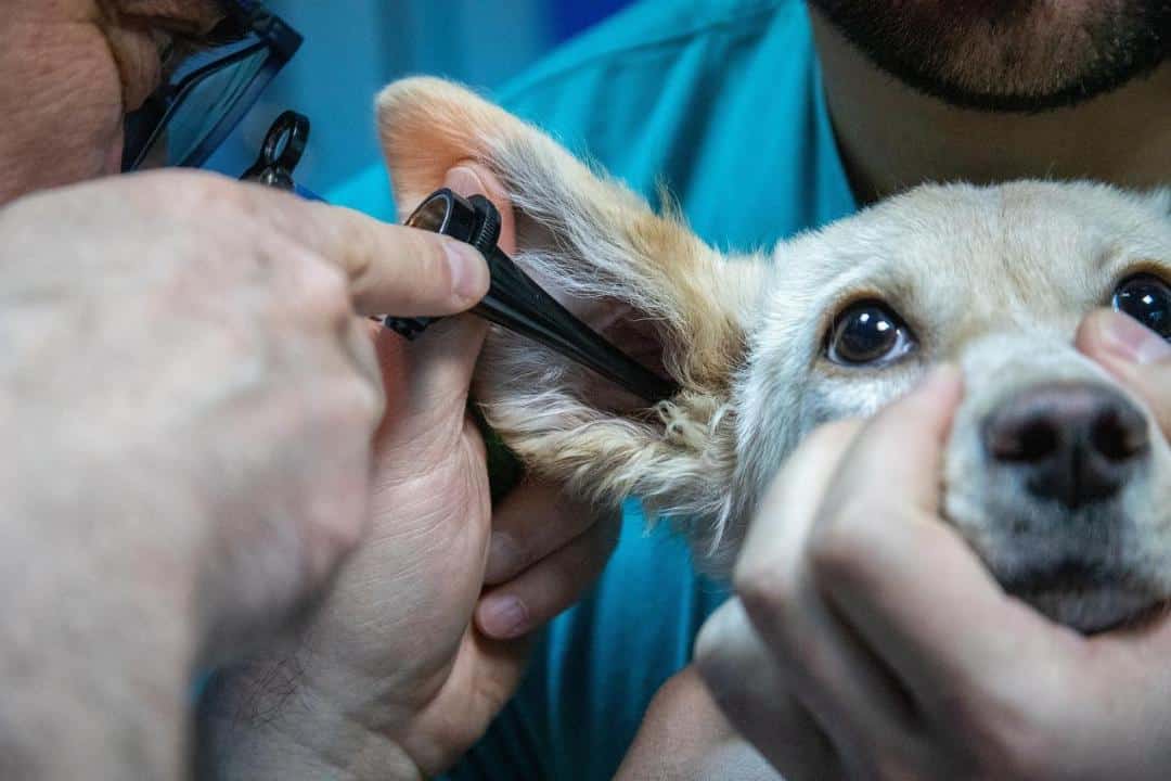 santé animal de compagnie : animal domestique heureux et en bonne santé
