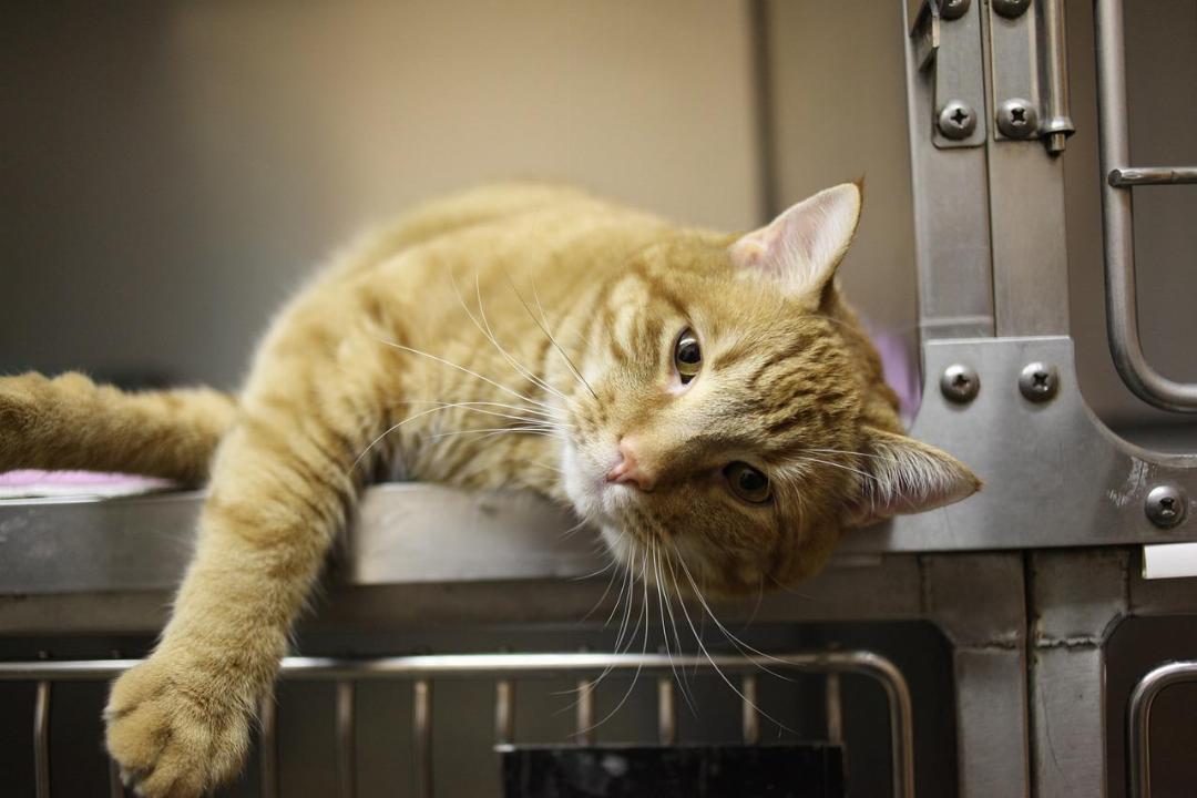 assurance santé pour un animal domestique